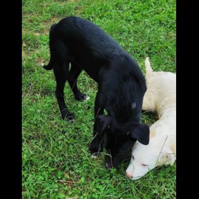 RAOUL TENERO CAGNOLINO IN ADOZIONE - Foto 10
