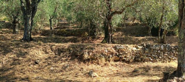 Terreno agricolo in vendita a Calci 7500 mq Rif: 1338268 - Foto 9