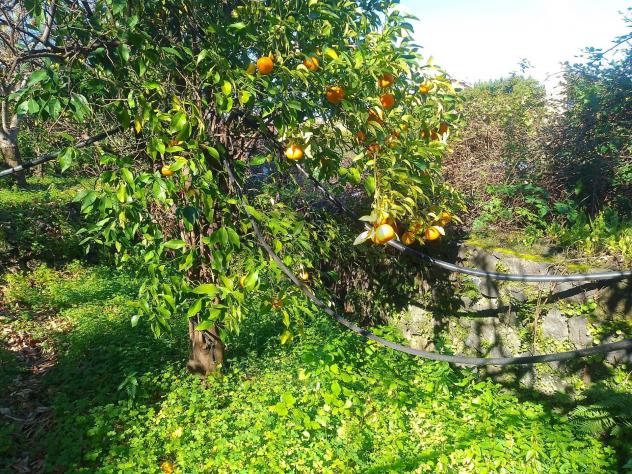 Terreno in vendita a Giarre - Foto 4