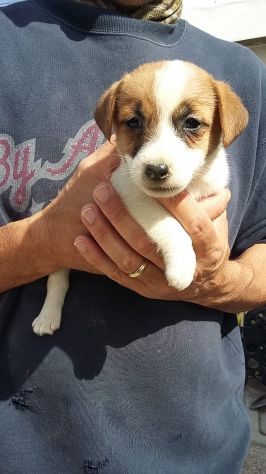 Cuccioli di Jack Russell con pedigree - Foto 2