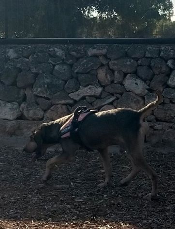 GIULIO IN ADOZIONE - Foto 2