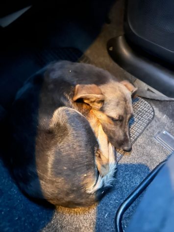 ISOTTA CUCCIOLA 11 MESI SIMIL PASTORE TEDESCO - Foto 6