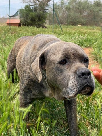Chain il cane chiuso in canile che aspetta una famiglia - Foto 2