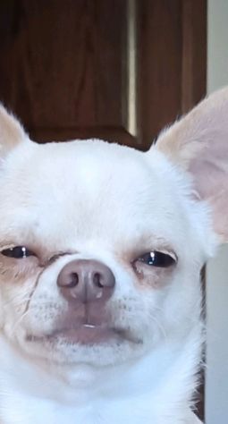 Splendido maschietto di chihuahua