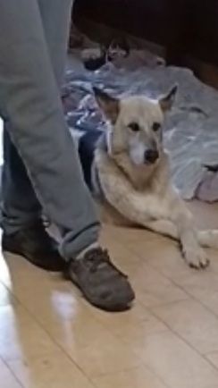 13anni pastorino tg media salvato da 1tugurio LAZIO - Foto 2