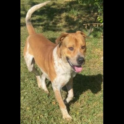 CASPER MERAVIGLIOSO CARATTERE: CANE IN ADOZIONE - Foto 4