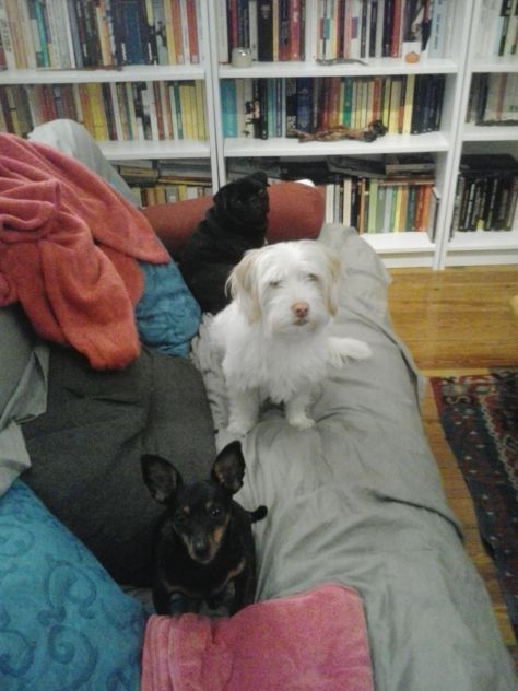 Dog sitter - Foto 4