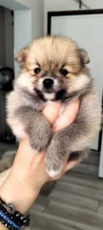 Cuccioli di Pomerania - Foto 2