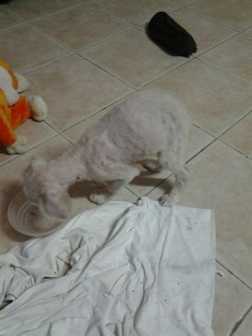 NINA, splendida cucciola - Foto 2