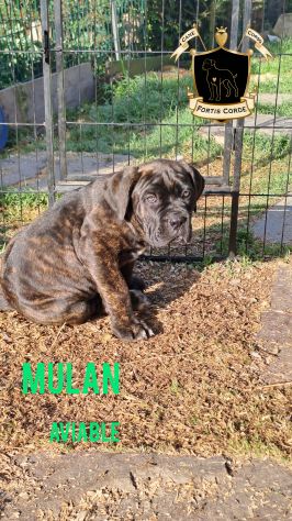 Cane Corso cucciola - Foto 5