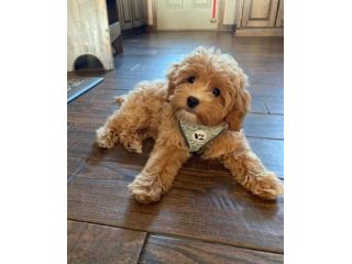 MALTIPOO - MALTIPO NANI CUCCIOLI - pag agevolato