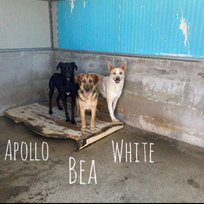 BEA E WHITE vite buttate, cani in adozione - Foto 9