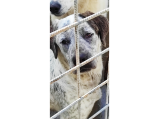 CUCCIOLO IN ADOZIONE