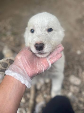Pilù cucciolo - Foto 3
