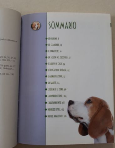 Beagle - Foto 3