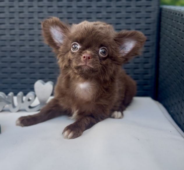 Cindy chihuahua pelo lungo cioccolata con pedigree - Foto 4
