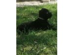Cuccioli cane corso