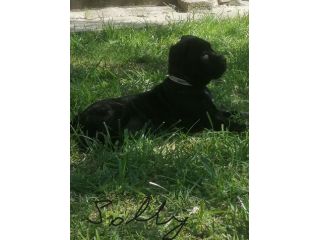 Cuccioli cane corso