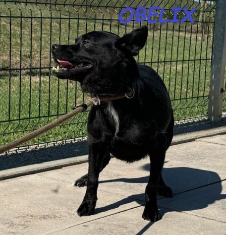 OBELIX 3anni cagnolino affettuoso ed allegro!tg piccola - Foto 3