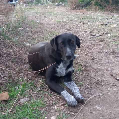 ODETTE CAGNOLINA IN ADOZIONE - Foto 2