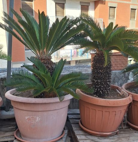 Cycas affare - Foto 7