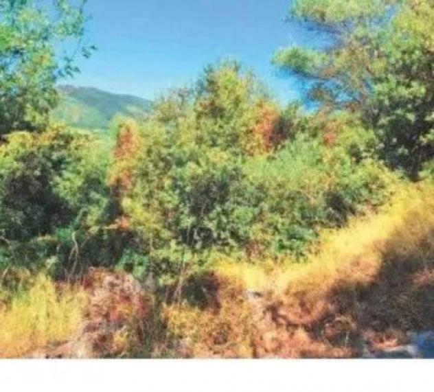Immobile in asta di 19840 m² in vendita a Maenza - Foto 4