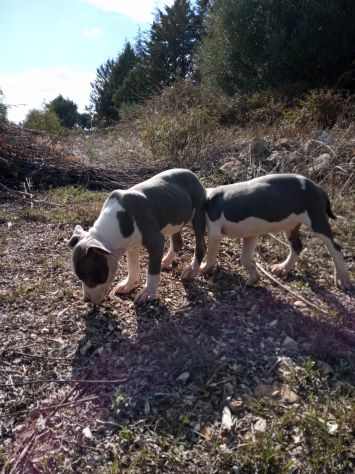 Allevamento e Cuccioli Amstaff Blu in Puglia Bari Lecce Taranto Foggia Brindisi - Foto 4