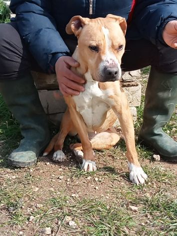 Ambra dolcissima simil pitbull adozione urgente - Foto 2