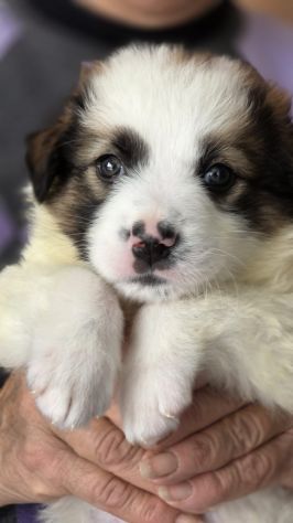 Poldo cucciolo taglia medio piccola 12 kg