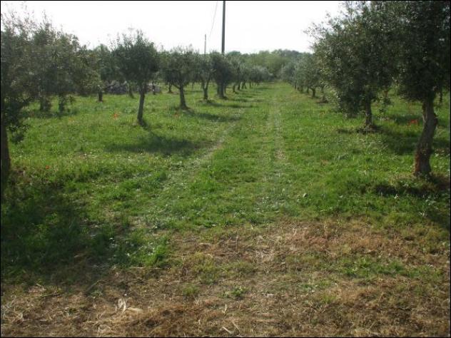Agricolo in vendita a Palazzolo Acreide - Foto 2