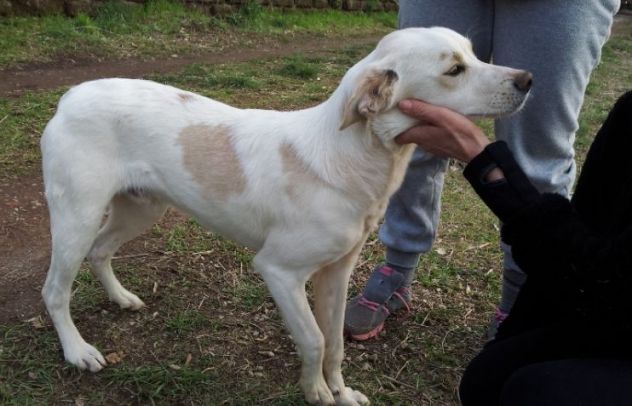 EIDEN, bellissimo e affettuoso cucciolotto - Foto 3