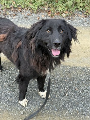 KUMBA, pastorino dolcissimo ignorato da tutti! - Foto 10