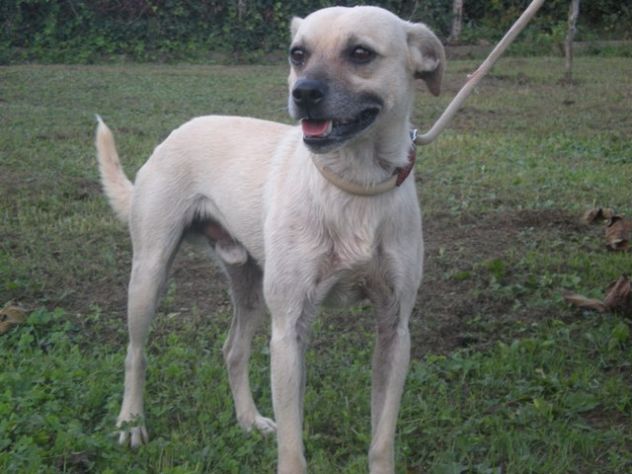PONGO, cagnolino giocoso e dolce in pericolo! - Foto 3