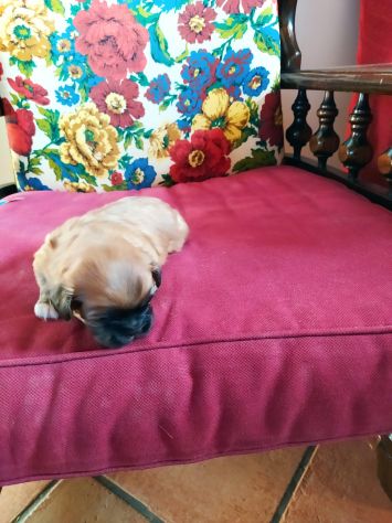 Cuccioli di Pechinese - Foto 3