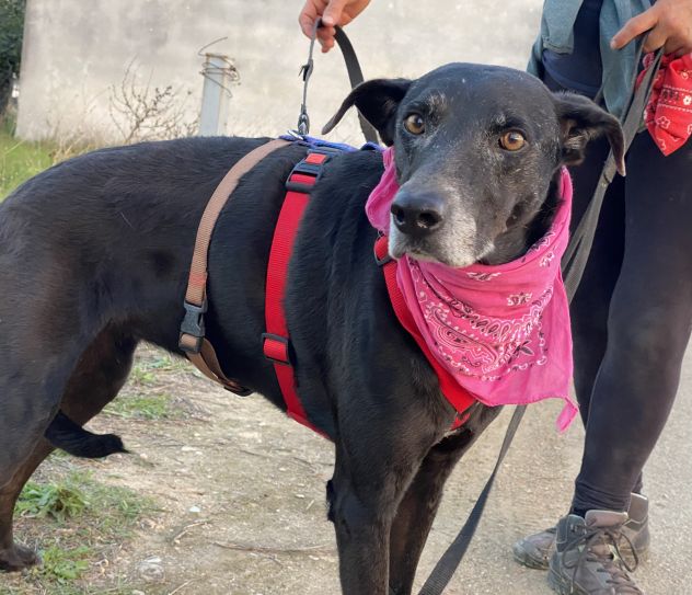 Niura, entrata in canile da cucciola - Foto 6