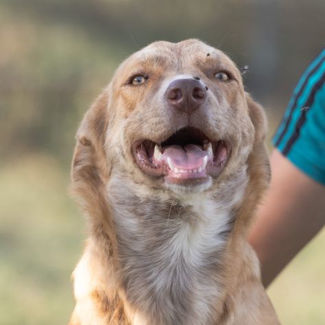 Shiro e Scooby 2anni ed invisibili in canile.NAPOLI - Foto 7