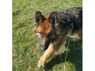 Maxx, bellissimo Pastore Tedesco adulto (a Milano)
