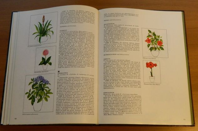 Piante fiorite d'appartamento, Mondadori - Foto 4