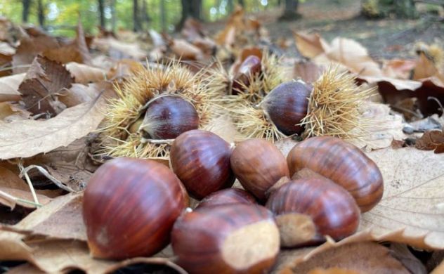 Castagne biologiche marroni 5 euro al kg