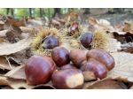 Castagne biologiche marroni 5 euro al kg