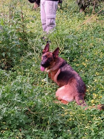 Bellissima Pastore Tedesco 4anni URGENTE COSENZA - Foto 4