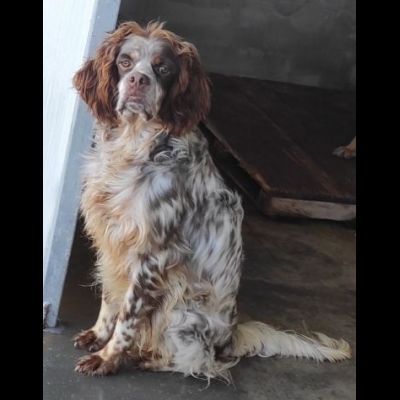FRODO dolce e rassegnato, cagnolino in adozione, taglia medio piccola. - Foto 7