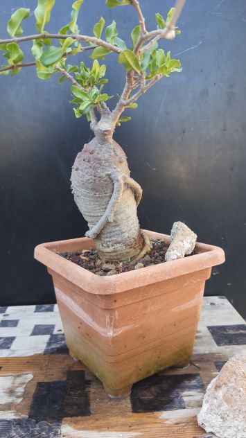 Cactus Caudex Bonsai -  Fokea Edulis - RARA! - Foto 3