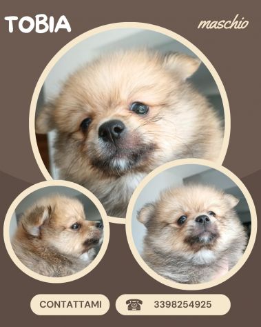 Cuccioli Spitz di Pomerania - Foto 3