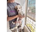Sono Baby, ho 2 mesetti e aspetto una famiglia per tutta la vita.
