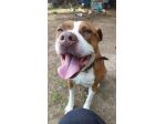Amstaff dolcissima adulta rimasta sola in 1roulotte! SARDEGNA
