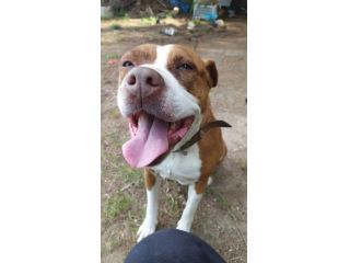 Amstaff dolcissima adulta rimasta sola in 1roulotte! SARDEGNA