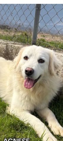 AGNESE TIMIDA E DELICATA CAGNOLINA IN ADOZIONE