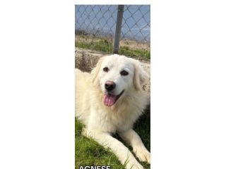 AGNESE TIMIDA E DELICATA CAGNOLINA IN ADOZIONE