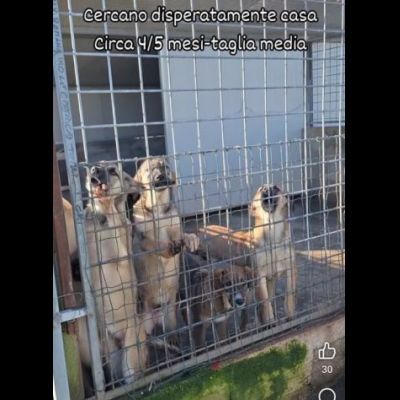 CUCCIOLI IN ADOZIONE taglia media - Foto 10